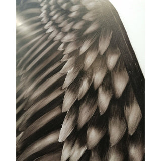 Cuadro Black Wings Set de 2