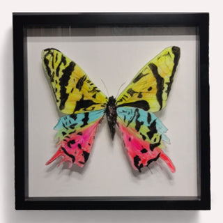 Cuadro Mariposa Reina A