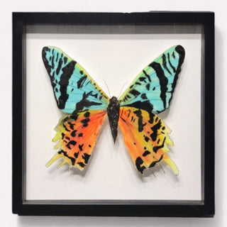 Cuadro Mariposa Reina B