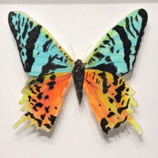 Cuadro Mariposa Reina B