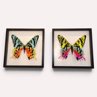 Cuadro Mariposa Reyna Set de 2