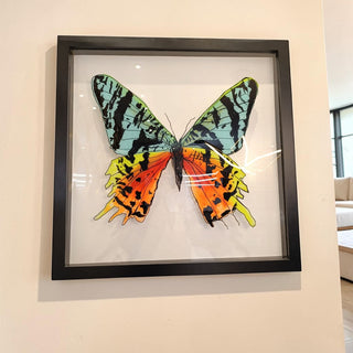 Cuadro Mariposa Reyna Set de 2