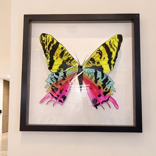 Cuadro Mariposa Reyna Set de 2