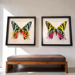 Cuadro Mariposa Reyna Set de 2